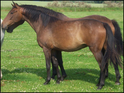 Blacklaw Xing Xing Knabstrupper filly